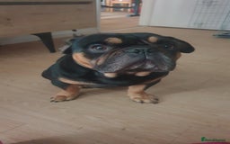 French Bulldog dogs for sale: French bulldog male 2 years old - Image 1