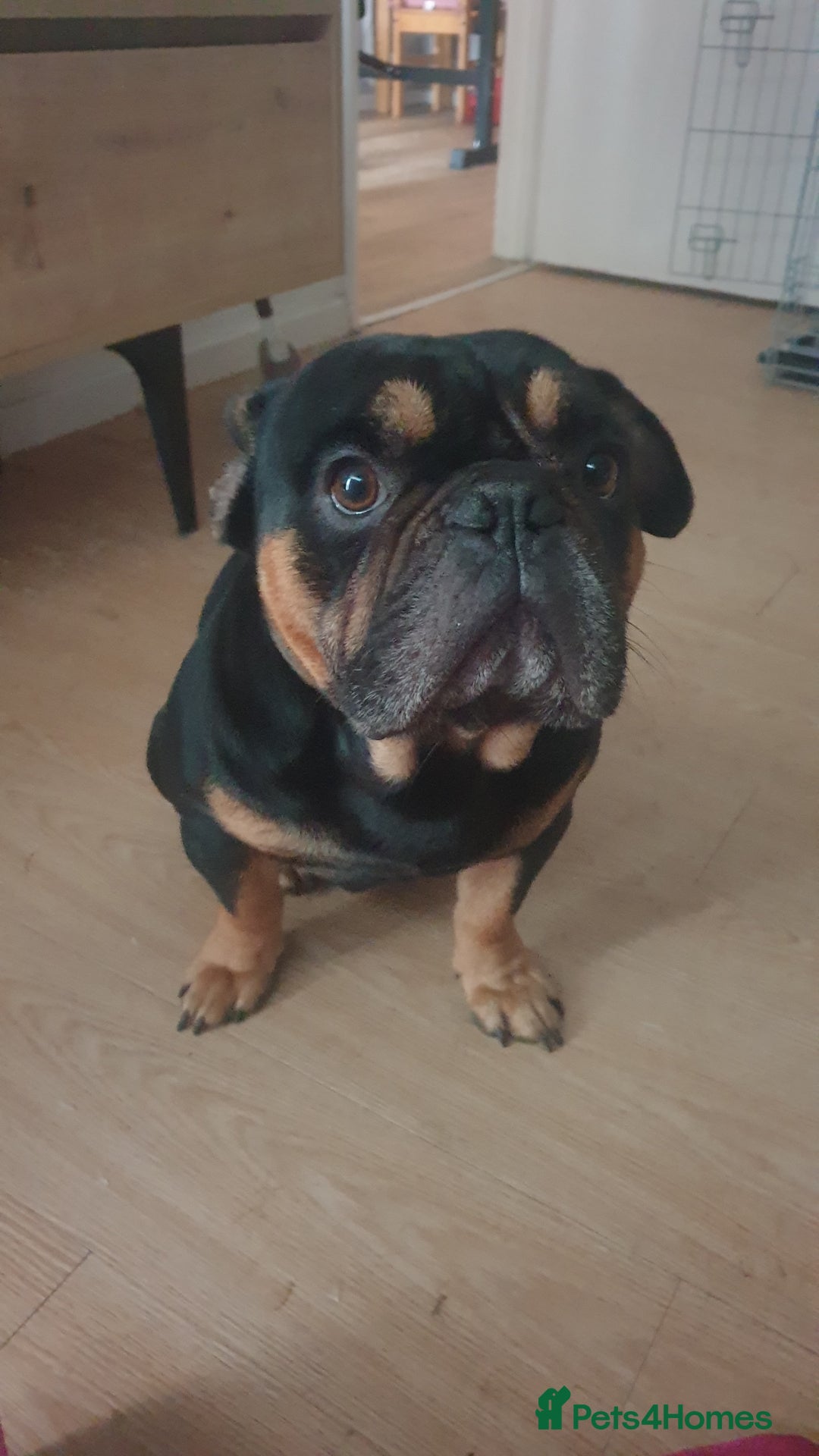 French Bulldog dogs for sale: French bulldog male 2 years old - Image 1