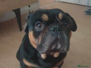 French Bulldog dogs French bulldog male 2 years old - Advert 1