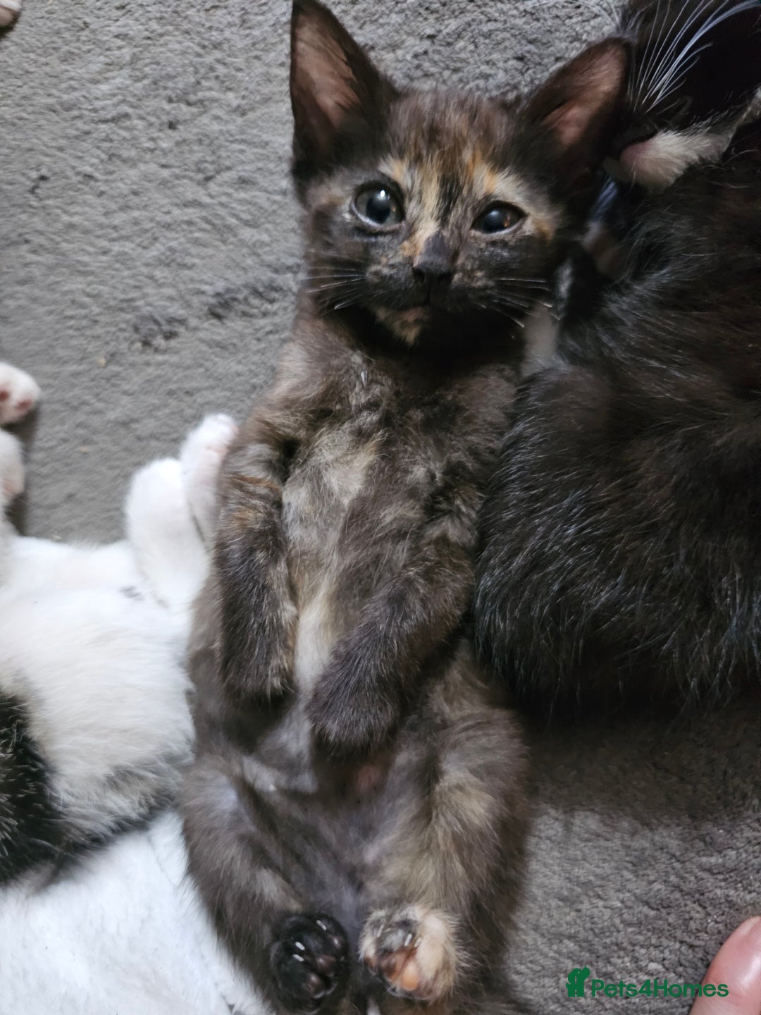 Mixed Breed cats for sale: Adorable kittens for sale - Advert 8