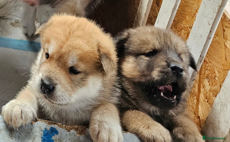 Mixed Breed dogs - Advert 3