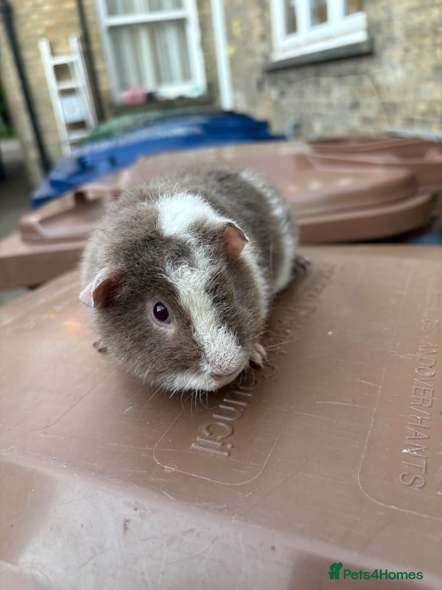 Guinea Pig rodents Guinea pigs ready now  - Advert 16
