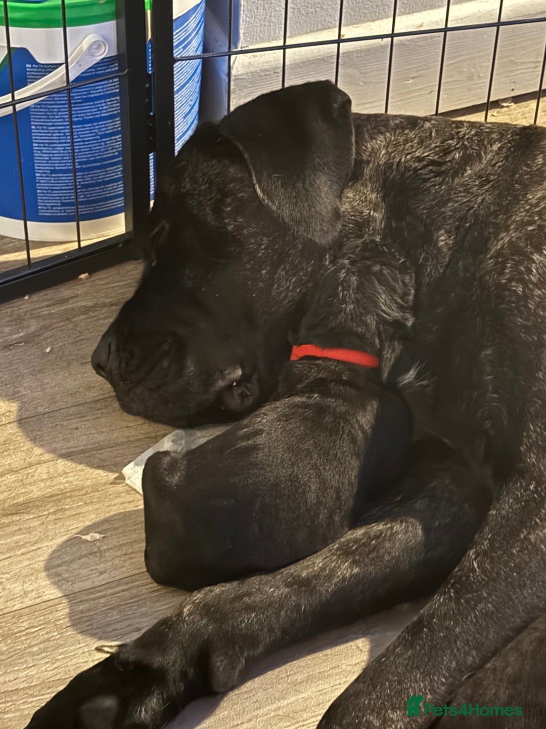 Cane Corso dogs for sale: Cane corso puppies  - Advert 3
