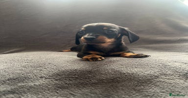 Miniature Dachshund dogs - Advert 12
