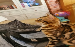 Bengal cats for sale: Stunning bengal adult male  - Image 6