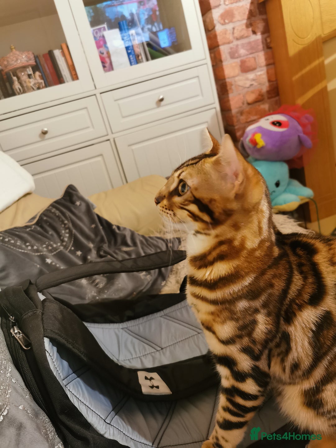 Bengal cats for sale: Stunning bengal adult male  - Image 6