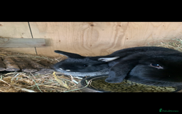 Mini Lop rabbits for sale: Beautiful Pure Bred Mini Lop Babies Available  - Image 7