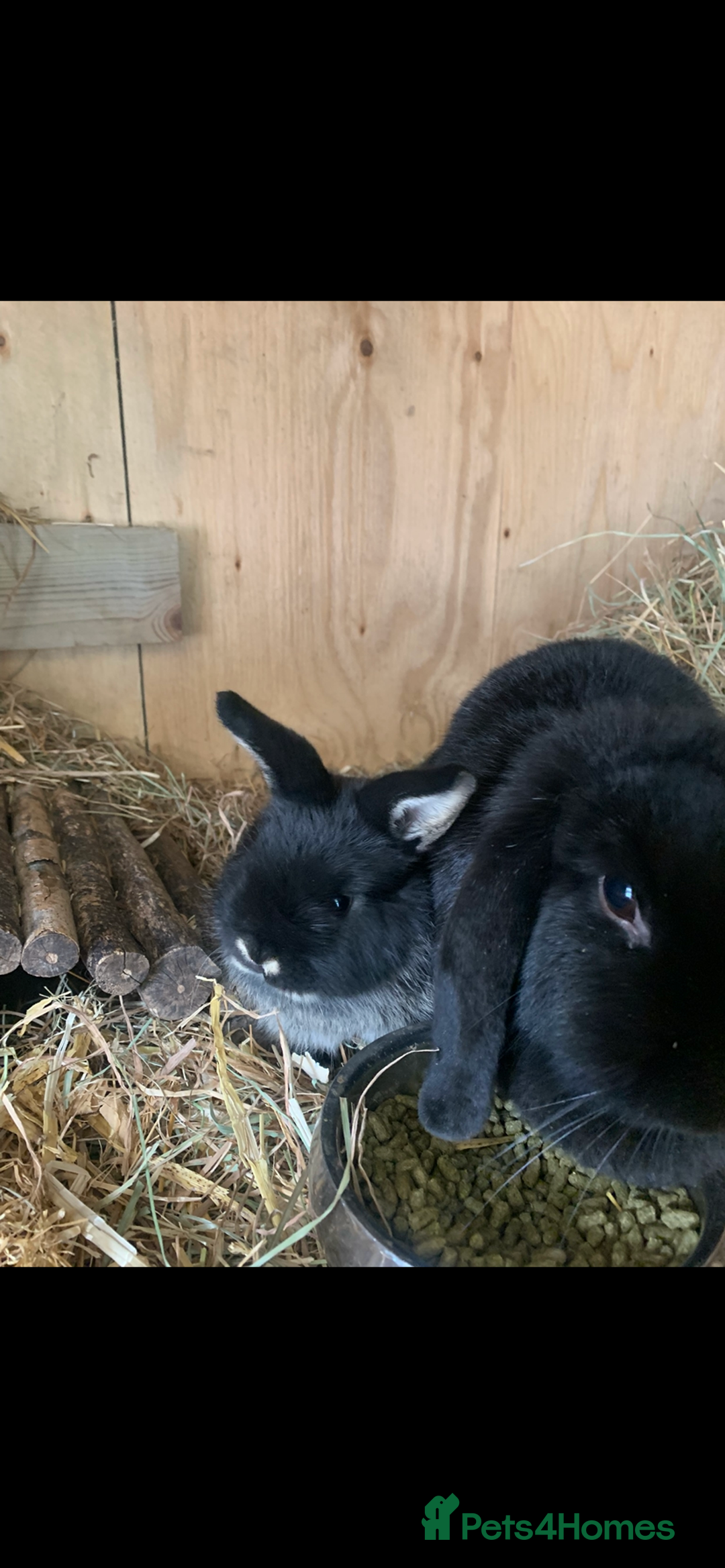 Mini Lop rabbits for sale: Beautiful Pure Bred Mini Lop Babies Available  - Image 7