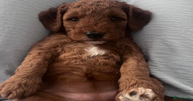 Cockapoo dogs in London - Advert 6