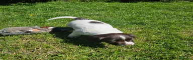 English Springer Spaniel Puppy 3