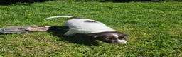 English Springer Spaniel dogs for sale: KC reg Springers, all bitch's - Advert 3