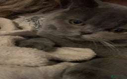 British Shorthair cats for sale: Male British Shorthair - Image 2