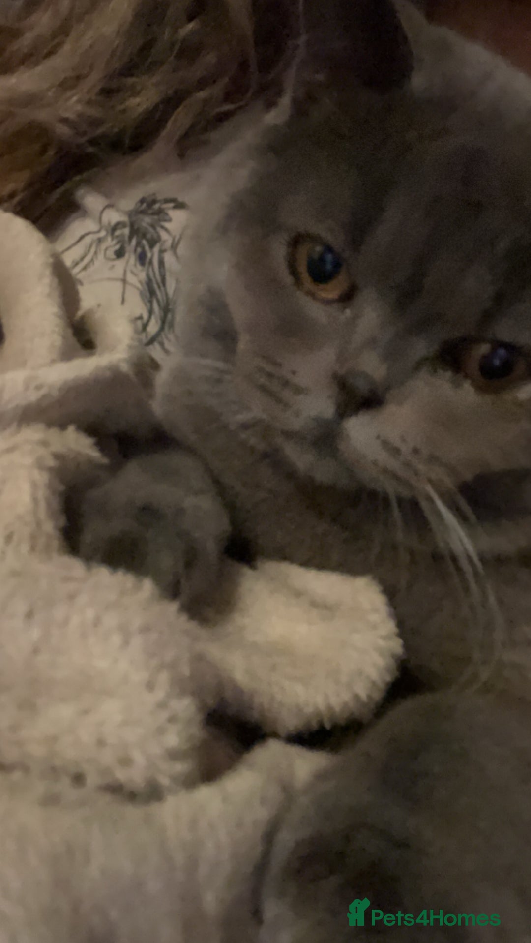 British Shorthair cats for sale: Male British Shorthair - Image 2