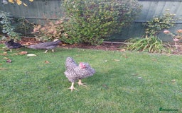 Chickens poultry for sale: Cockerels  green egg gene - Image 4