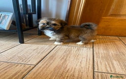 Lhasa Apso dogs for sale: Pure bred Lhasa apso pups  - Image 8