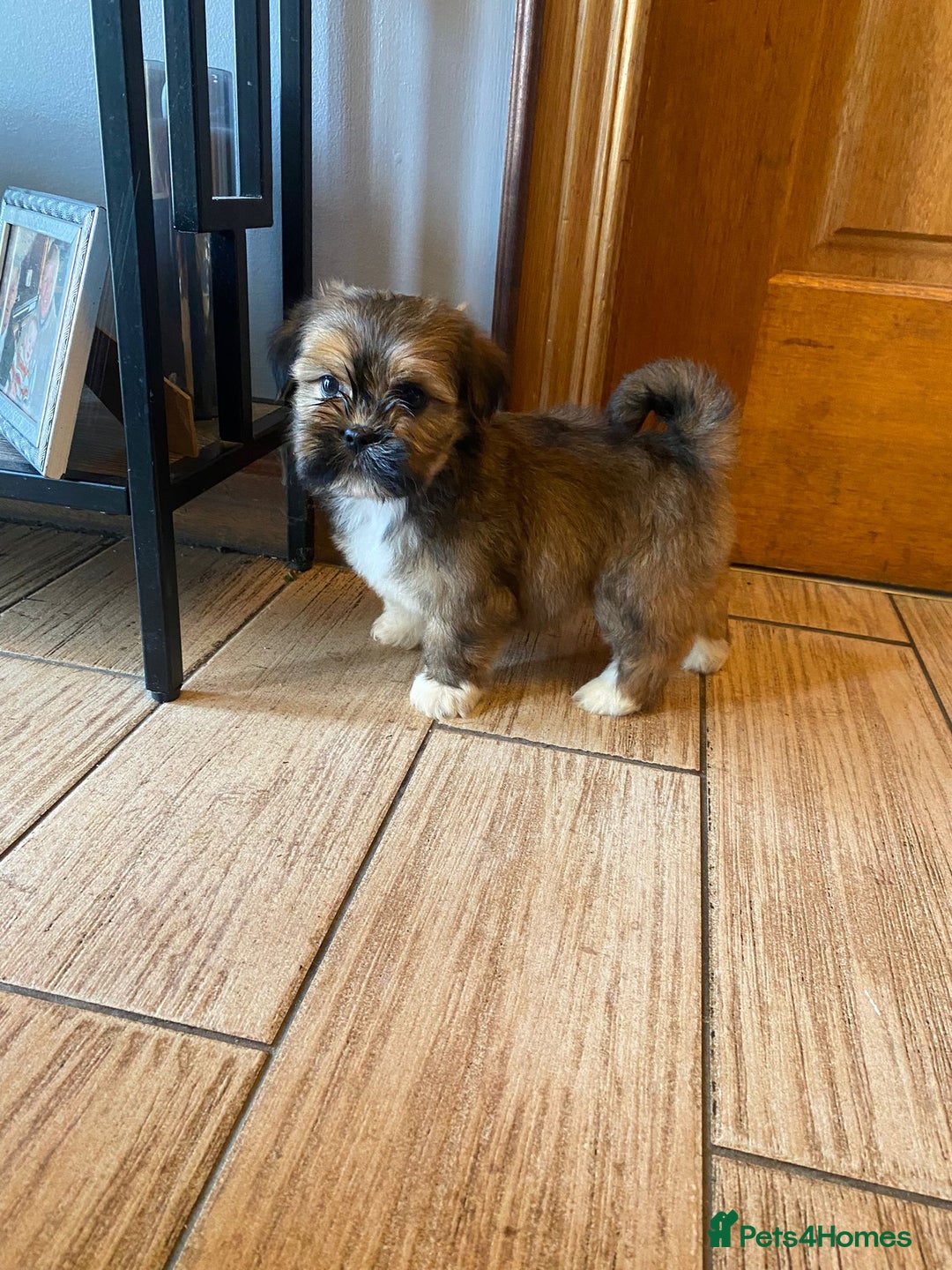 Lhasa Apso dogs for sale: Pure bred Lhasa apso pups  - Image 8