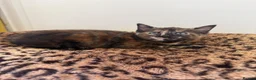Mixed Breed cats for sale: 5 beautiful kittens  - Advert 6