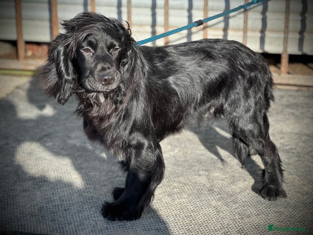 Cocker Spaniel dogs for stud: Excellent Cocker Spaniel proven stud - Image 4