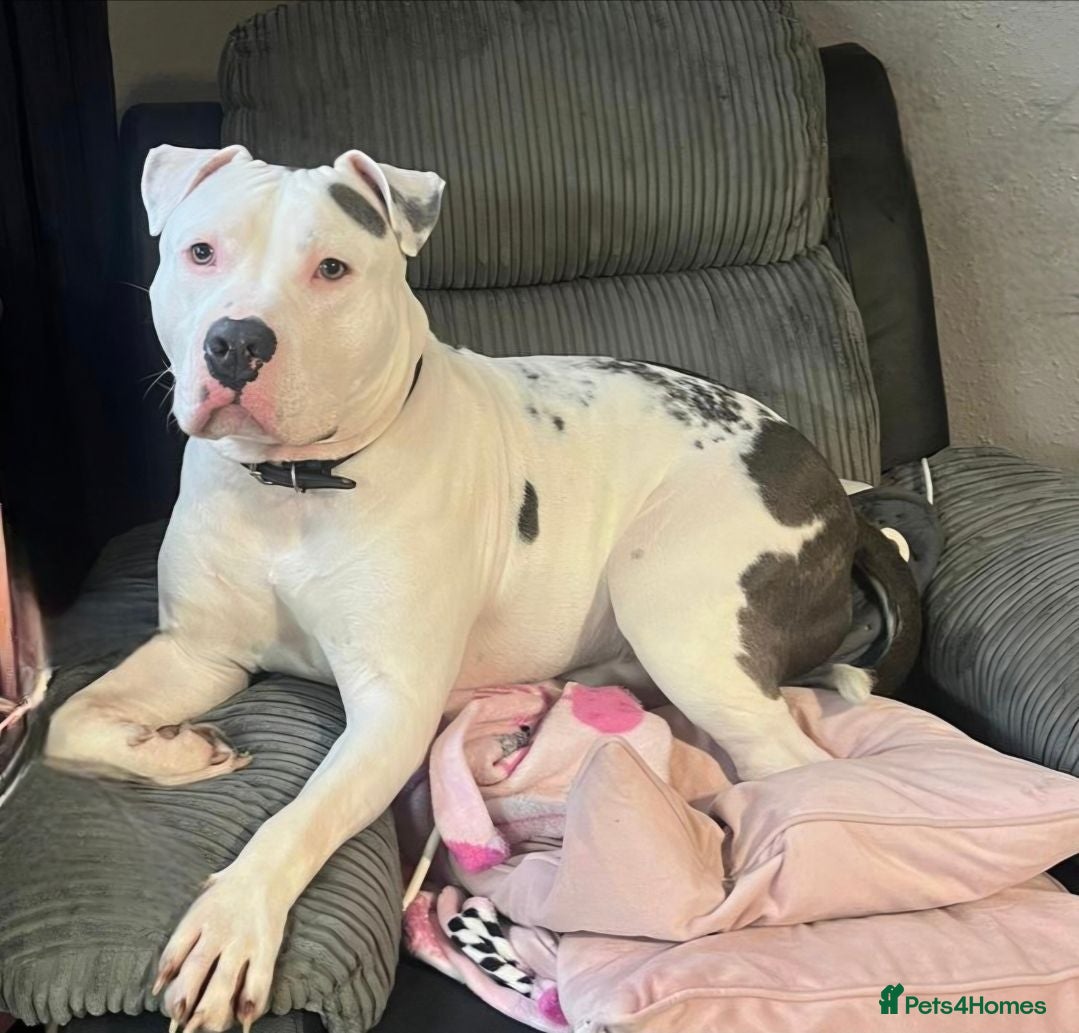 American Bull Staffy dogs Loki.  - Advert 1