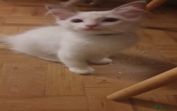 Ragdoll cats for sale:  GCCF KITTENS CHOC & LILAC MITTED AND BI-COLOUR in Darwen - Image 29