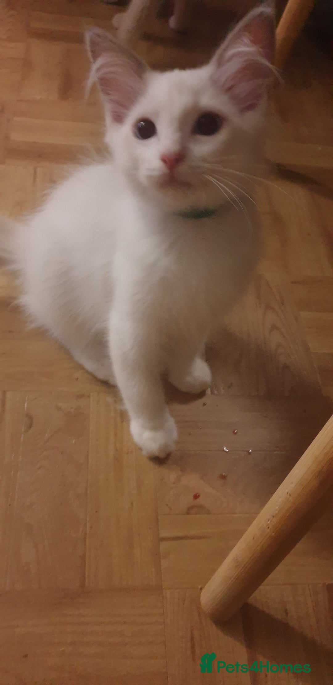 Ragdoll cats for sale:  GCCF KITTENS CHOC & LILAC MITTED AND BI-COLOUR in Darwen - Image 29