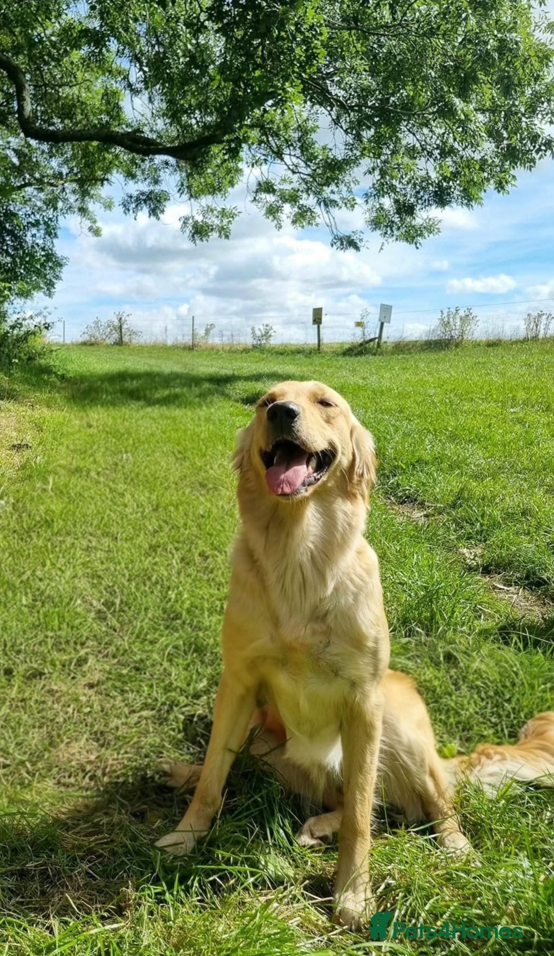 Golden Retriever dogs for sale: Stunning KC, working Golden retriever pups - Advert 10