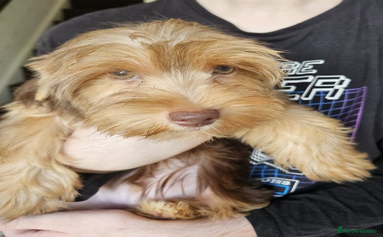 Yorkshire Terrier dogs - Advert 1