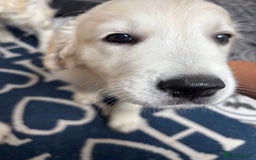 Golden Retriever dogs for sale: Stunning Pale Cream Fluffy Golden Retrievers - Image 21