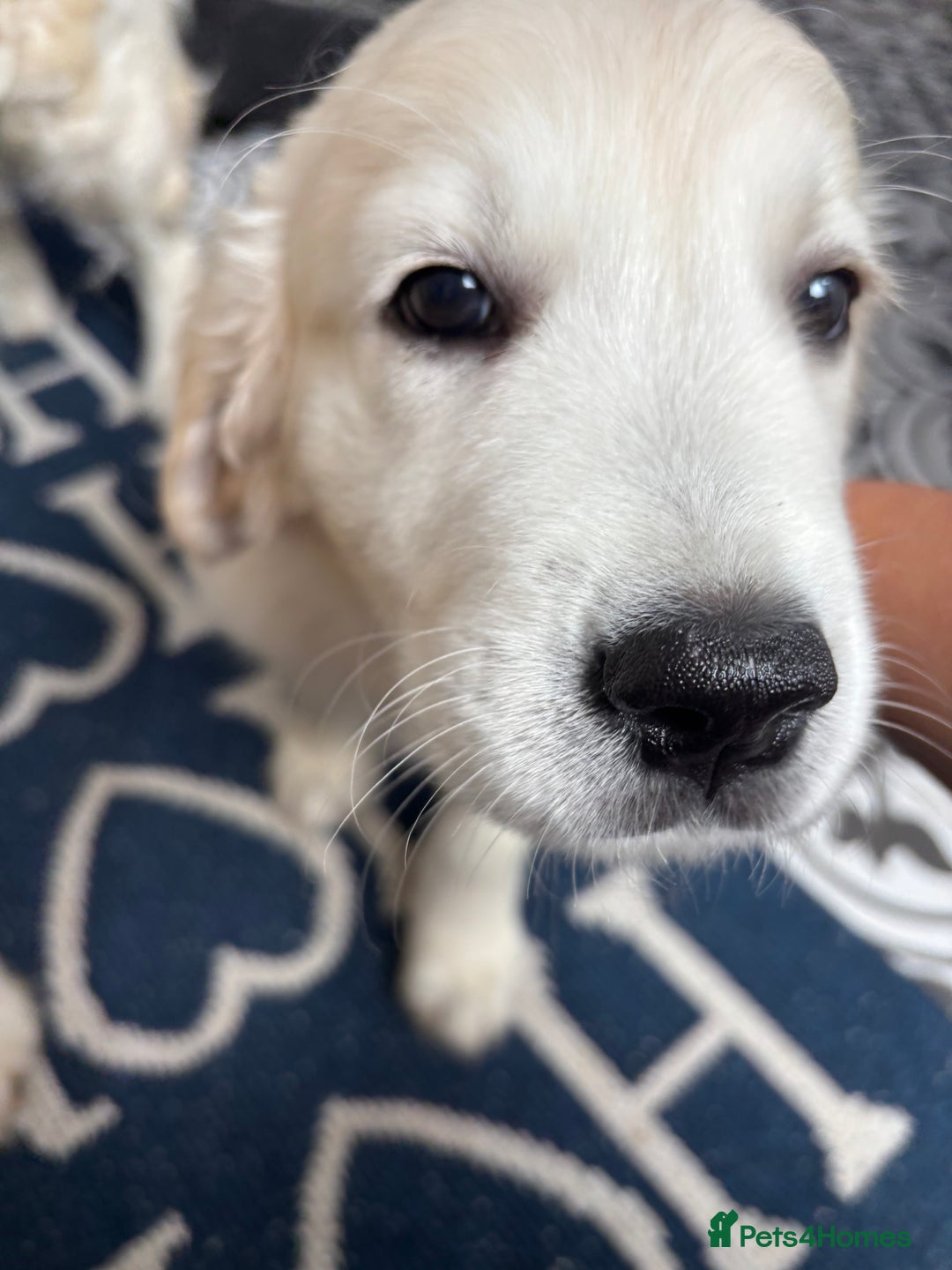 Golden Retriever dogs for sale: Stunning Pale Cream Fluffy Golden Retrievers - Image 21