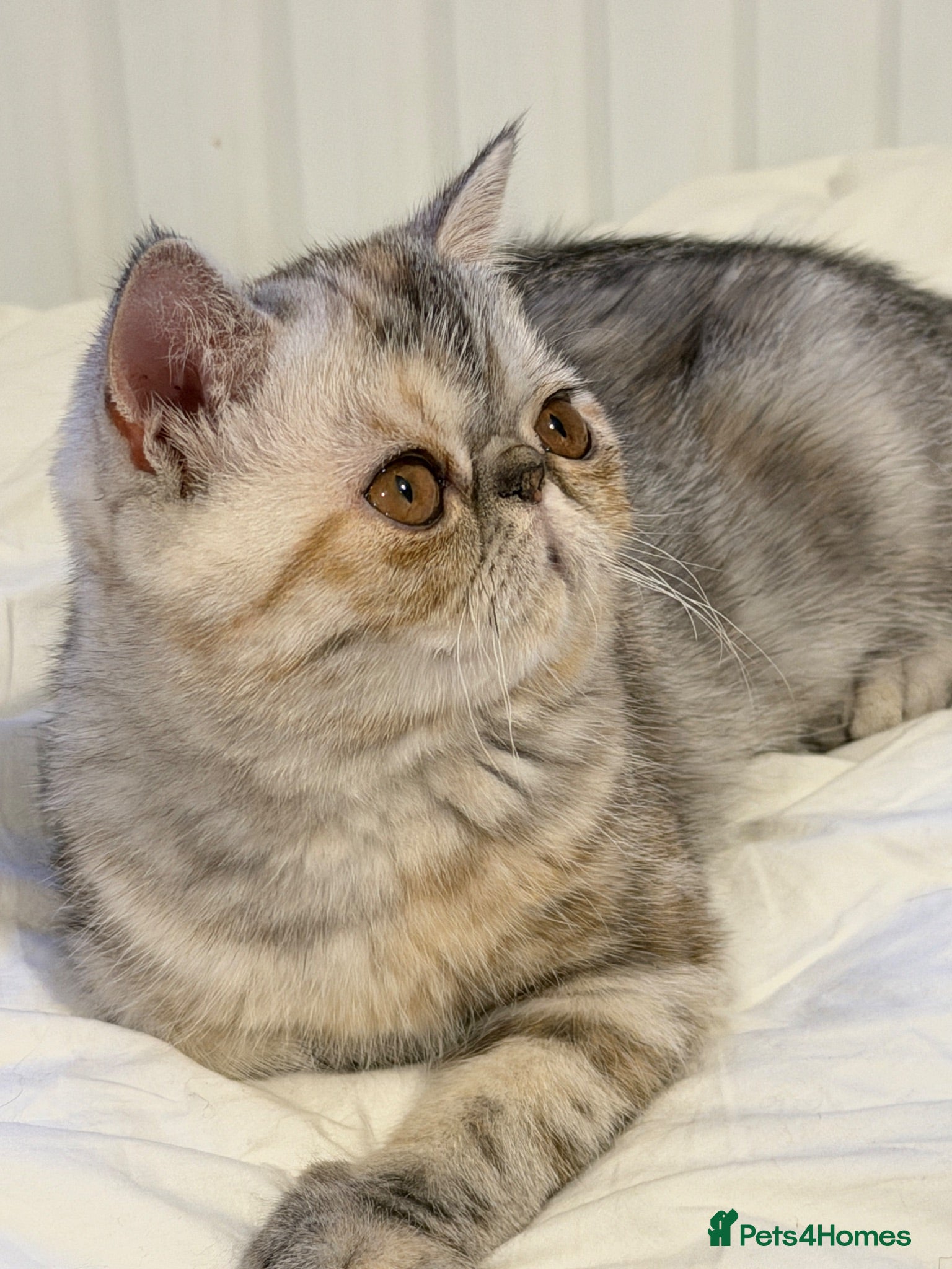 Exotic cats Gorgeous GCCF reg. kittens from Champions parents  - Advert 7
