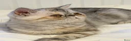 Exotic cats for sale: Gorgeous GCCF reg. kittens from Champions parents  - Advert 4