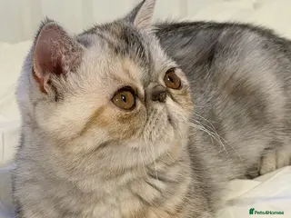 Exotic cats Gorgeous GCCF reg. kittens from Champions parents - Advert 7