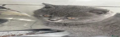 British Shorthair 1