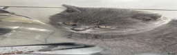 British Shorthair cats for sale: Ms Sadia Rafique  in Bradford - Advert 2