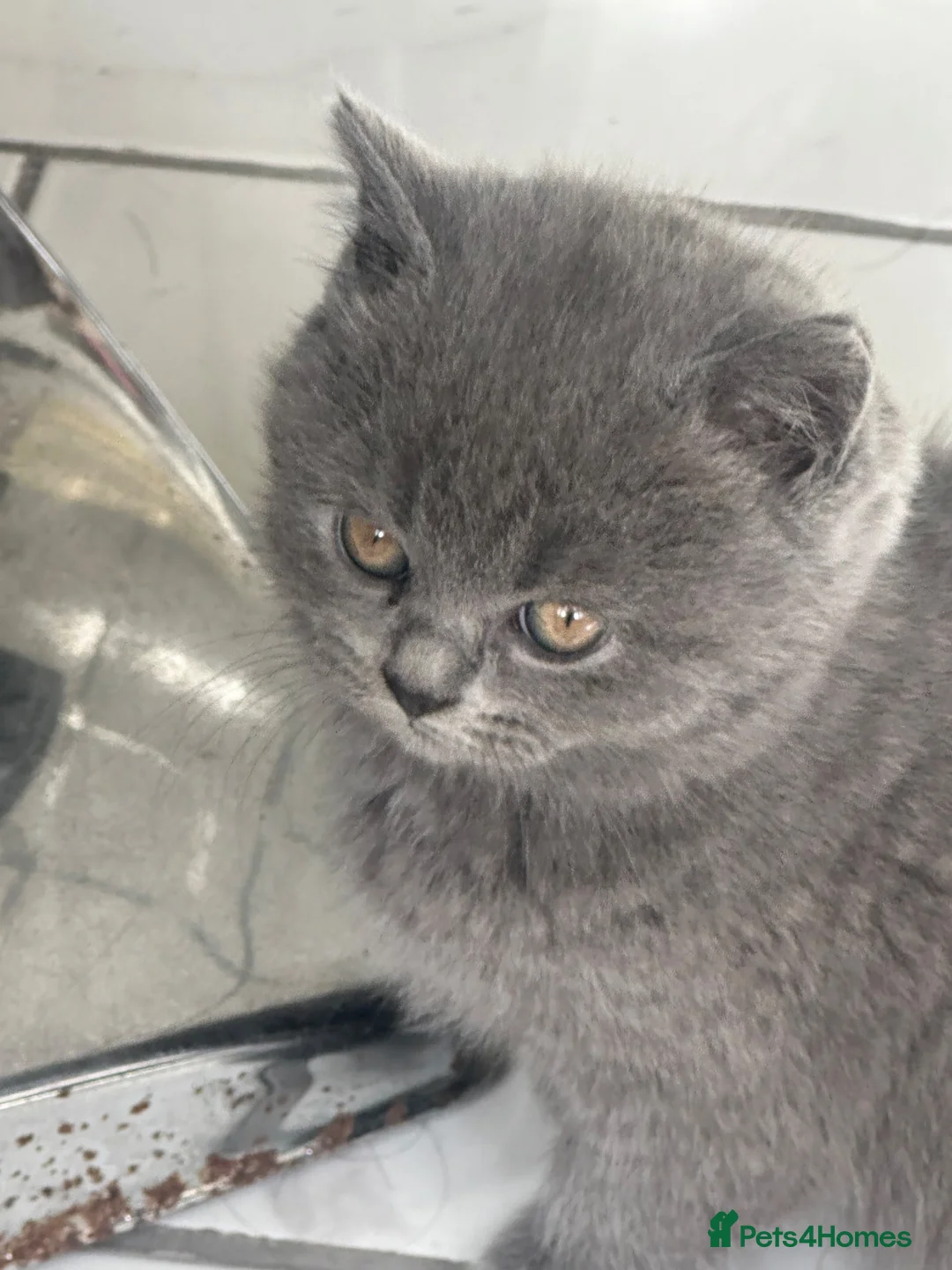 British Shorthair cats for sale: Ms Sadia Rafique  in Bradford - Advert 2