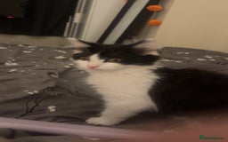 British Longhair cats for sale: 12 week old Kitten - Image 2