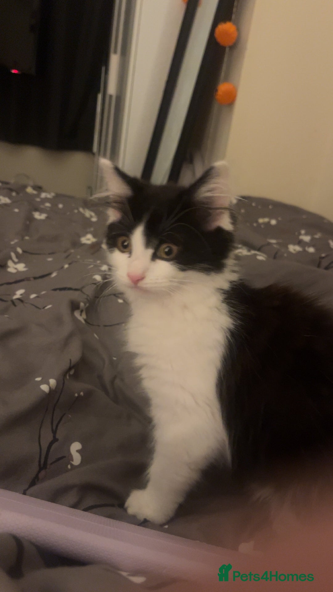British Longhair cats for sale: 12 week old Kitten - Image 2