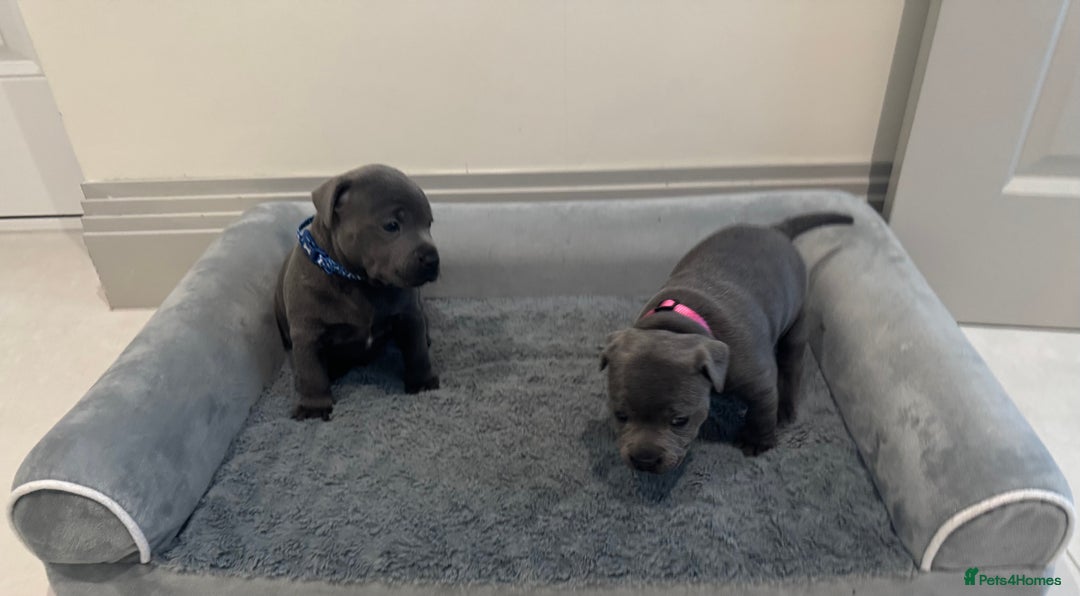 Staffordshire Bull Terrier dogs for sale: Champion sired blue Staffy pups - Image 7