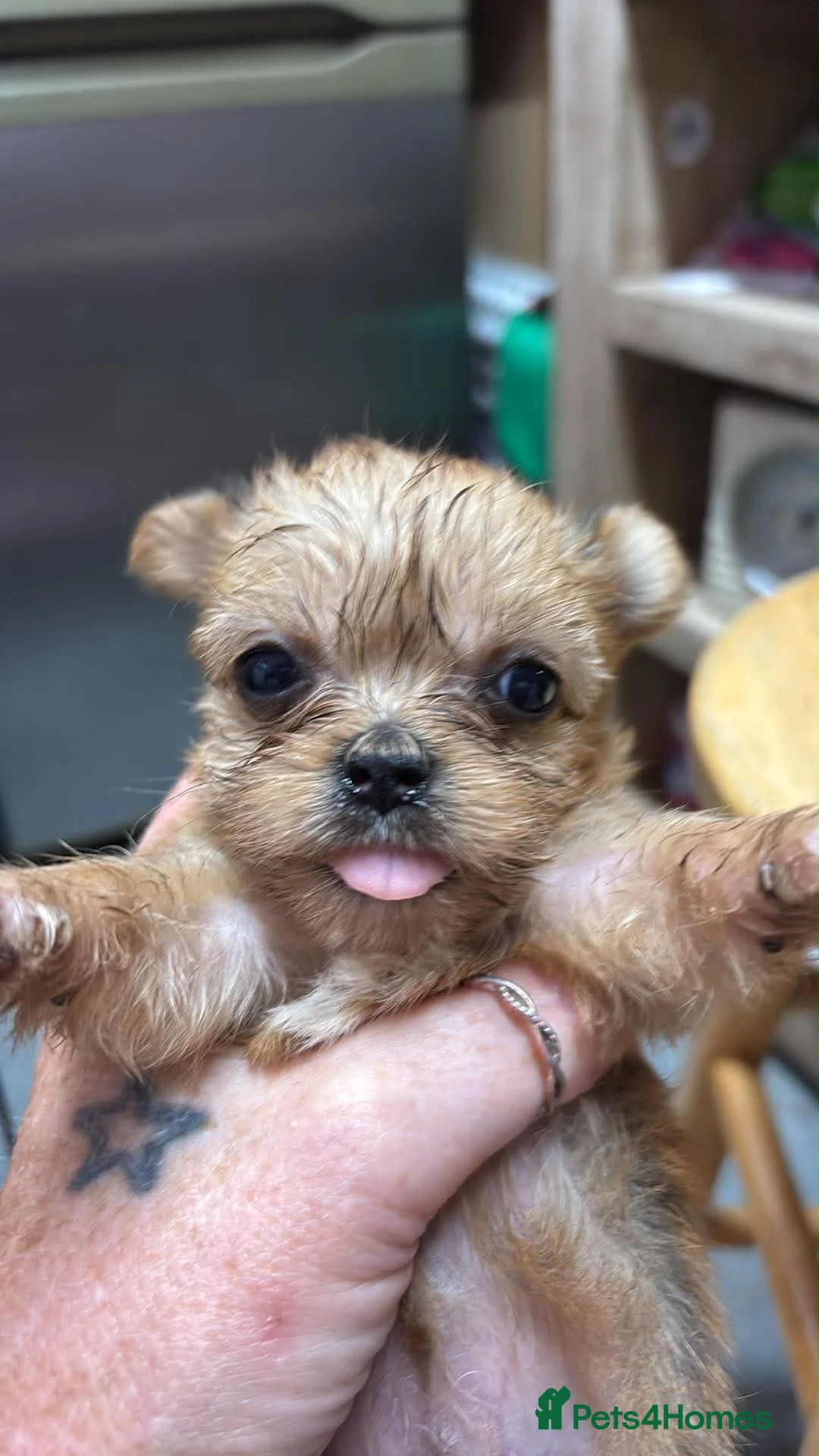 Shorkie dogs for sale: Shorkie puppies for sale in Wisbech - Advert 2