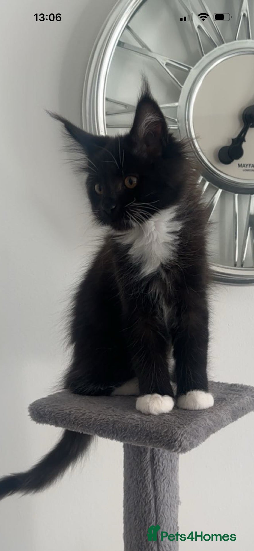 Maine Coon cats 1 female Maine Coon left black smoke tuxedo - Advert 15