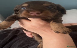 Cockapoo dogs for sale: Puppies for sale  - Image 1