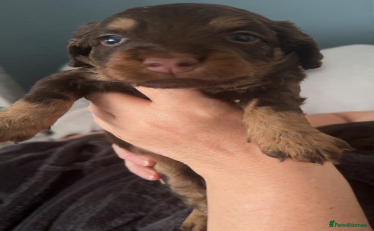 Cockapoo dogs - Advert 9