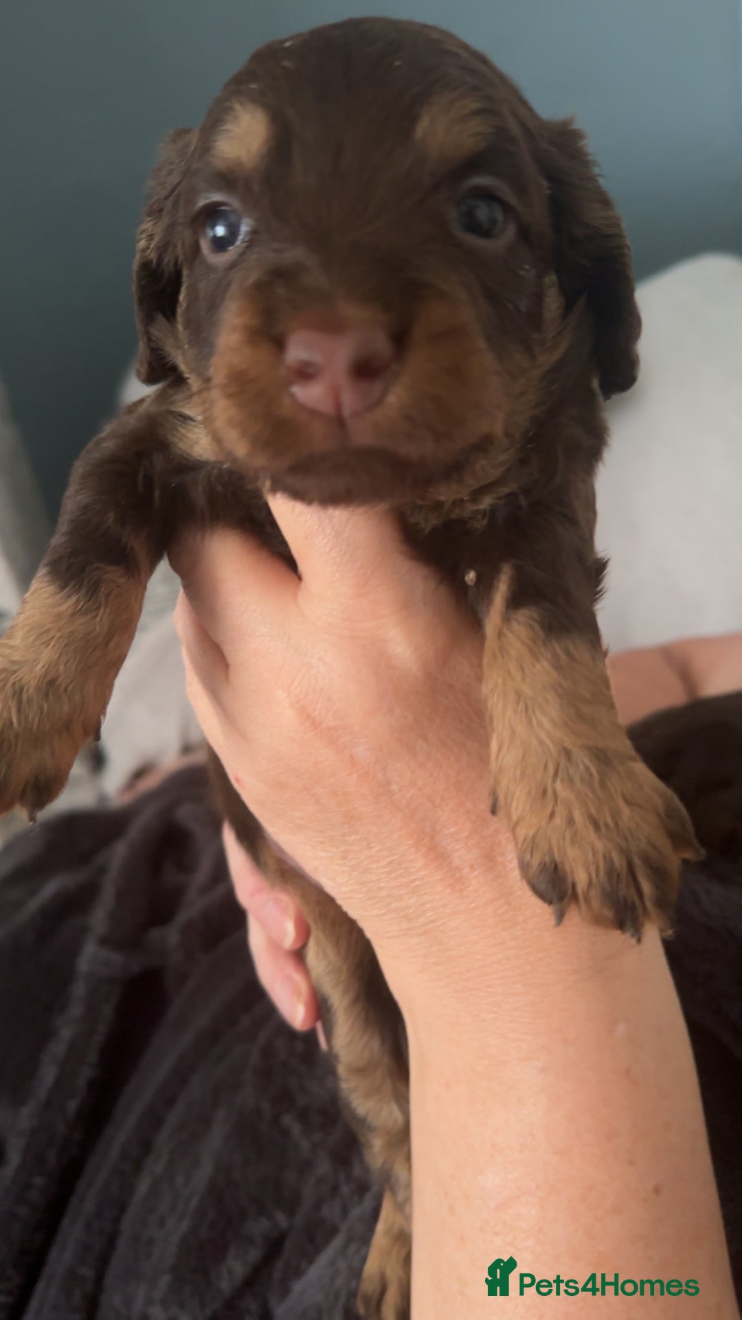 Cockapoo dogs for sale: Puppies for sale  - Image 1