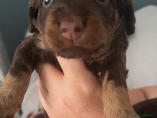 Cockapoo dogs - Advert 29