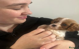 Cavalier King Charles Spaniel dogs for sale: cavalier king charles spaniels 1 little girl left - Image 6