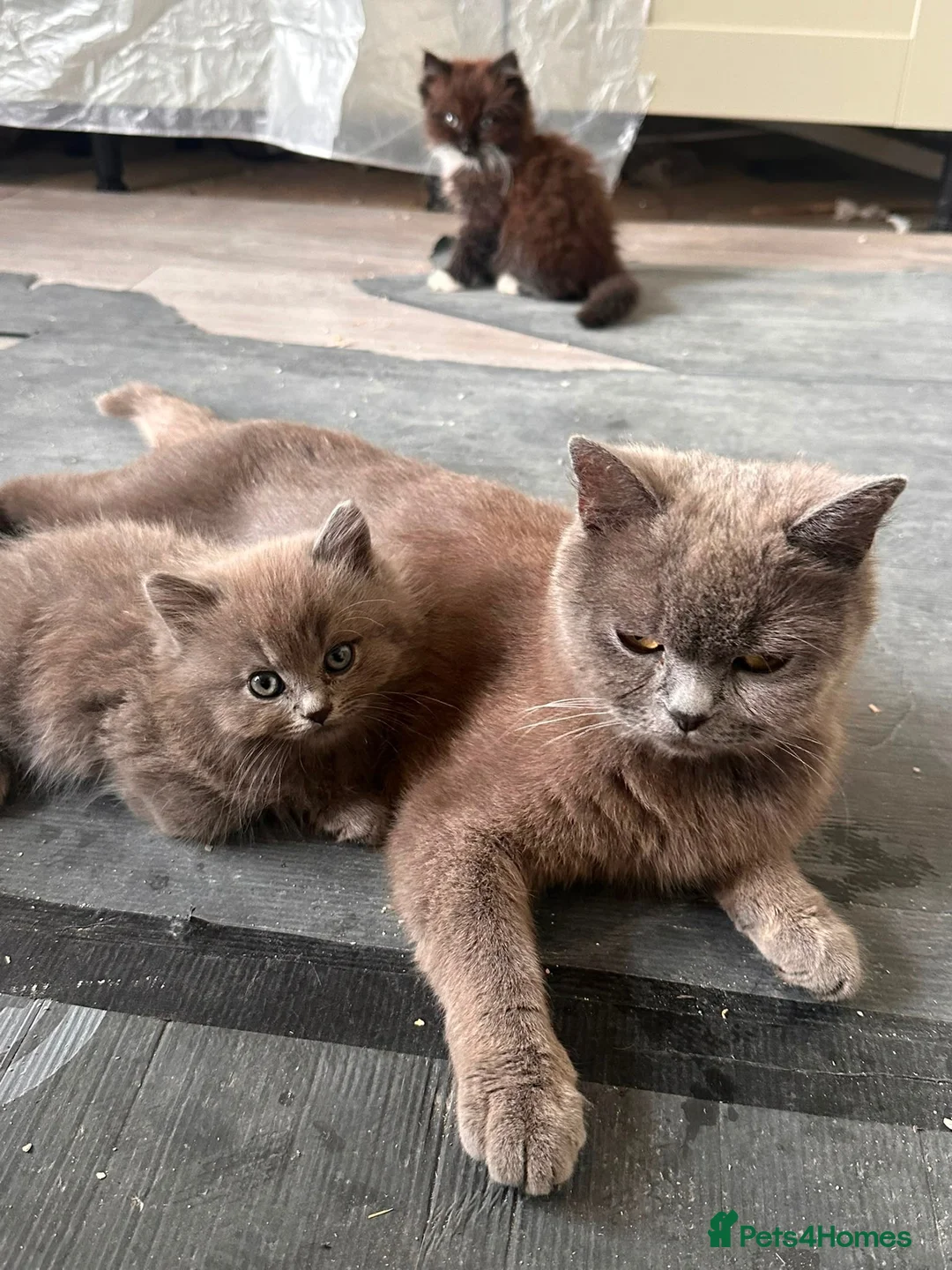 British Shorthair cats for sale: Mother cat & kitten  - Advert 1