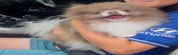 Pomeranian dogs for stud: 1.2kg lilac parti Pomeranian stud  in Sunderland - Advert 3