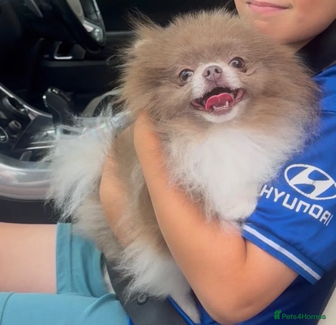 Pomeranian dogs for stud: 1.2kg lilac parti Pomeranian stud  in Sunderland - Advert 3