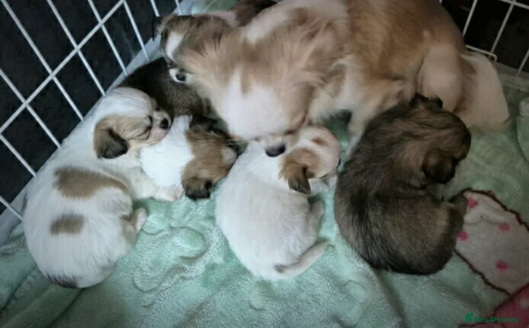 Chihuahua dogs for sale: Beautiful Chihuahua boy - Advert 2