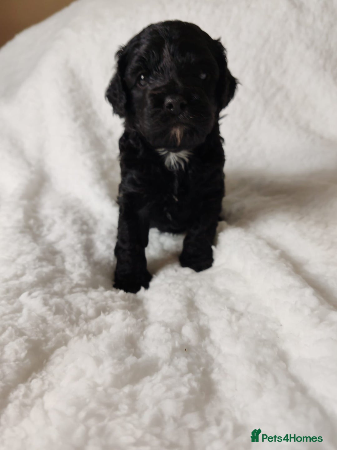 Cavapoo dogs for sale: F1 Cavapoo - Advert 6